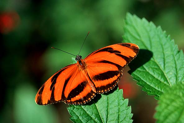 free images of butterflies. The Victoria Butterfly Gardens