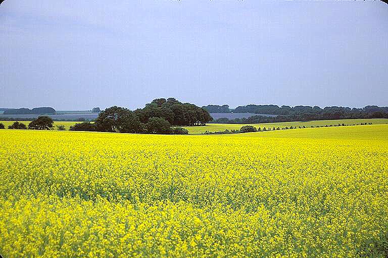 pea field