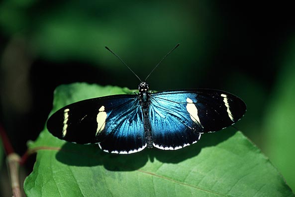 Heliconius Sara Butterfly